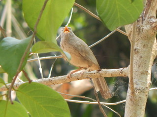 White stork of India.