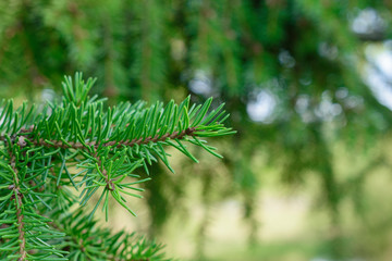 A branch of a green spruce. Close-up. Cobweb. Abstract green background. Selective focus.