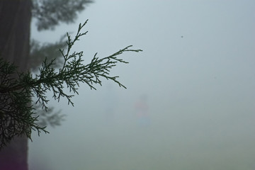 tree in fog