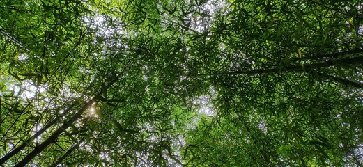Bamboo forest view from ground to above full of green leaves and branches . Wallpaper and backgrounds. Selective focus and blurred