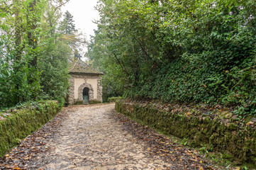 Amazing, old park in Serra de Bussaco, Portugal