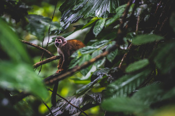 Capuchin monkey hiding in the trees of the Amazon rainforest