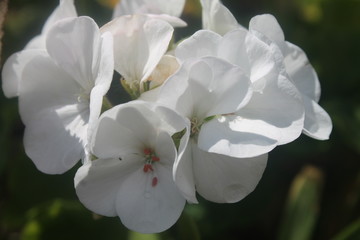 Fototapeta na wymiar flower fleur
