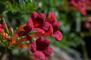 kwiat macro natura płatki bokeh roślina ogród