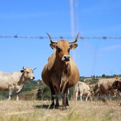 Aubrac cow, aveyron region, france