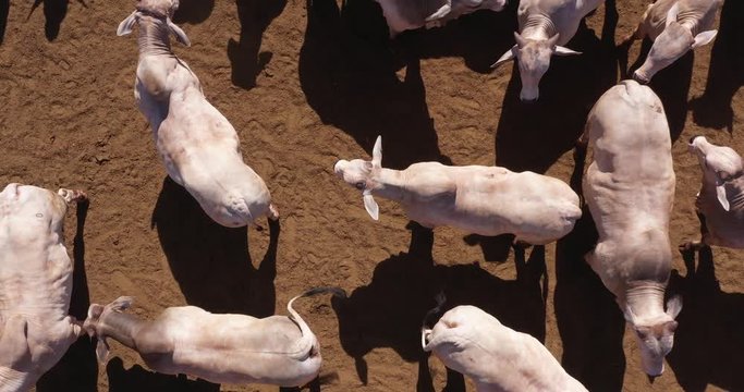 Agribusiness - Aerial photo of white Nellore herd, confined Nelore cattle, high quality Nellore cattle - Livestock