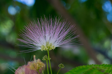 kwiat macro natura płatki bokeh roślina ogród