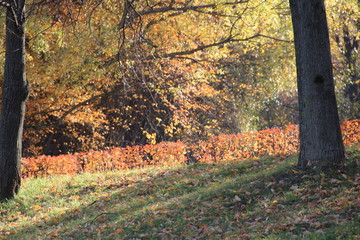 Bright colors of nature early autumn