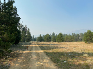 Smokey Skies Over Washoe Meadows with Echo Summit Peaks Shrouded by Smoke in the Lake Tahoe Basin