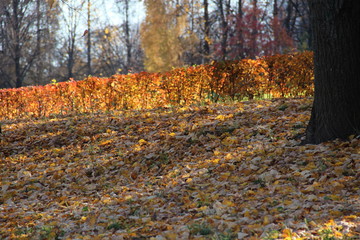 Bright colors of nature early autumn