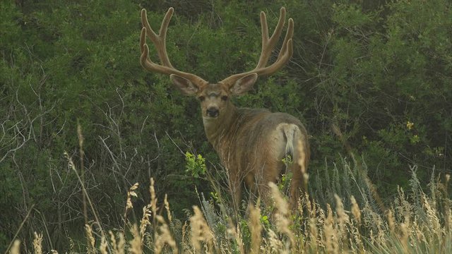 Mule deer in Colorado