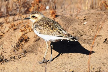 Kaspiyskiy zuyok (Charadrius asiaticus) — vid ptits iz semeystva rzhankovykh, stoit v stepi osennim dnem.