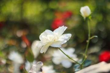 Beautiful white roses flower in the garden