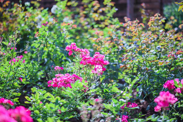Beautiful pink roses flower in the garden