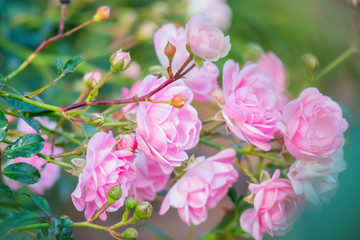 Beautiful pink roses flower in the garden