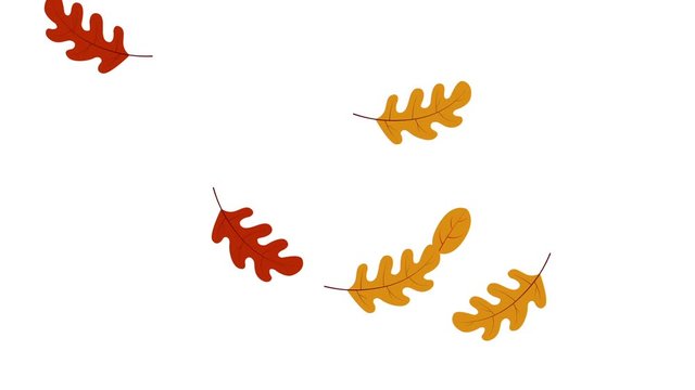 Colorful autumn leaves falling motion graphics