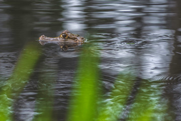 Baby crocodiles swimming and playing around in the waters of the Amazon rainforest