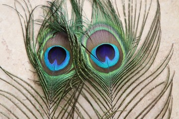 les belles couleurs des plumages 