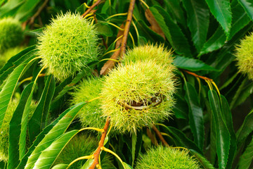 Open Green Chestnut