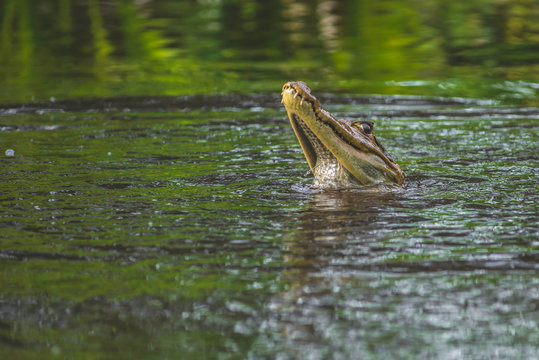 Baby crocodiles swimming and playing around in the waters of the Amazon rainforest