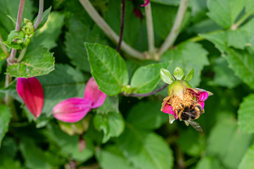 Obraz na płótnie Canvas Bumblebees collecting pollen from garden flowers in bloom