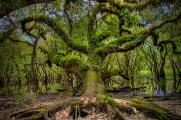 Fern covered oak