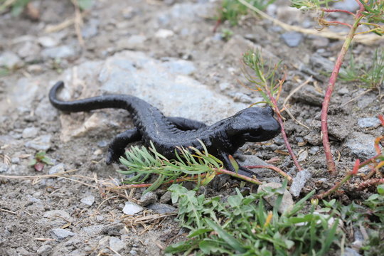 Salamandre du Lanza