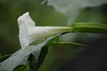 Datura is a genus of nine species of poisonous Vespertine flowering plants from family Solanaceae.
Commonly known as thornapples or jimsonweeds but are also known as devil's trumpets.