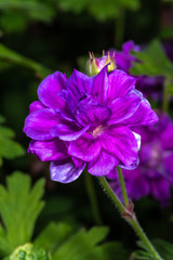 Obraz premium Perennial Geranium (Geranium spec. 'Birch Double')