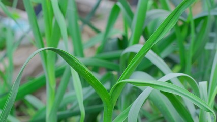 Young garlic sprouts in the garden. Close up.