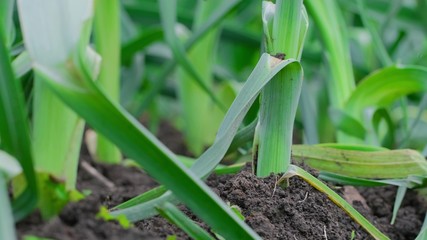 Young garlic sprouts in the garden. Close up.