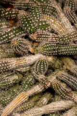 Shoots of Peanut Cactus (Echinopsis chamaecereus)