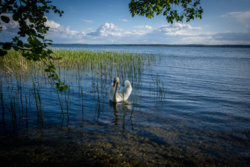 łabędź  © Stanisaw