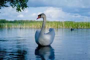 łabędź  © Stanisaw