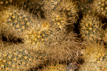 Stems of Needle Fingers Cactus (Mammillaria echinaria)