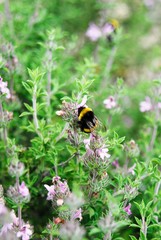 Bee on flower in Rhodes island, Greece.