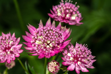 Carnic or Red Masterwort (Astrantia carniolica var Rubra')