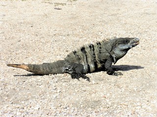 Iguana sulla nel sito archeologico di Tulum Messico