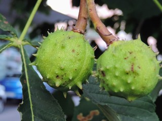 prickly pear fruit
