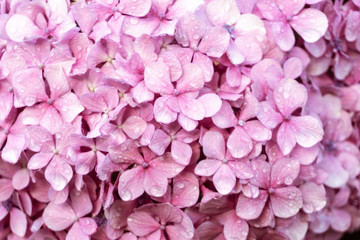 Pink flowers wet with moisture