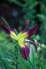 Purple Lily in a garden