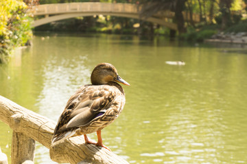 Brown duck standing on a wooden railing in front of a river