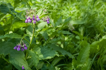 Purple closed Larkspur flowers, Symphytum officinale, growing in the sunlight in the woodland, among green grass