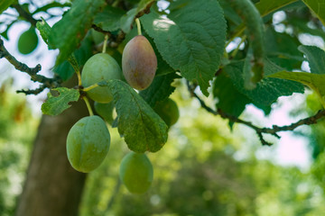 Three green and one light purple plums, growing on a tree in July