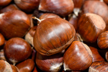 detail of a sharp chestnut on blurred chestnuts