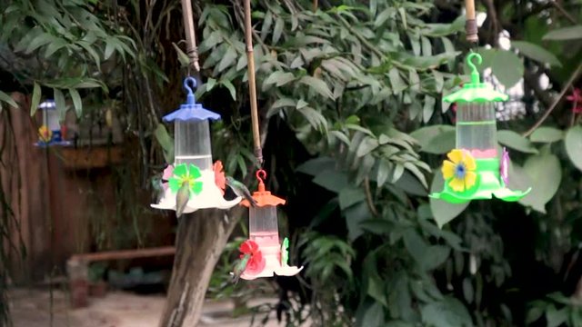 Plastic flowers filled with hummingbirds eating in the garden.