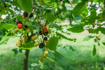 Green, red and black mulberry, growing on a tree branch among green leaves. July, Summer