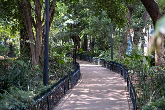 Park island in the middle of Avenida Amsterdam, in Condesa, Mexico City
