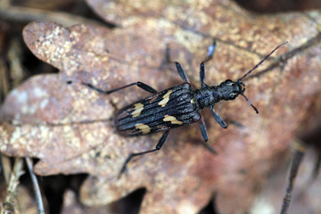 Gelbbindiger Zangenbock