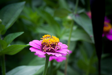 Purple flower in the sunshine